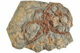 Plate With Fossil Brittle Stars, Crinoids & Corals #233122-1